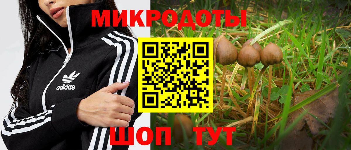 Галлюциногенные грибы Psilocybine cubensis Пенза